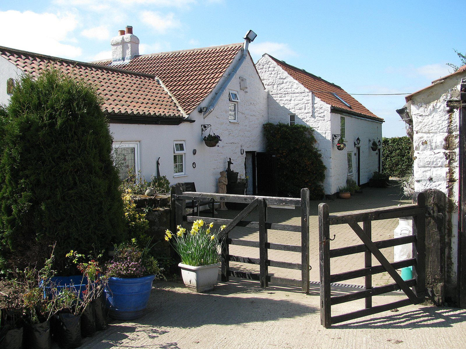 The whitewashed stone cottages at Rose Cottage Farm, with daffodils and a wooden gate in spring sunshine